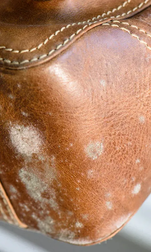 Garment inspected for mold and mildew remediation in San Francisco