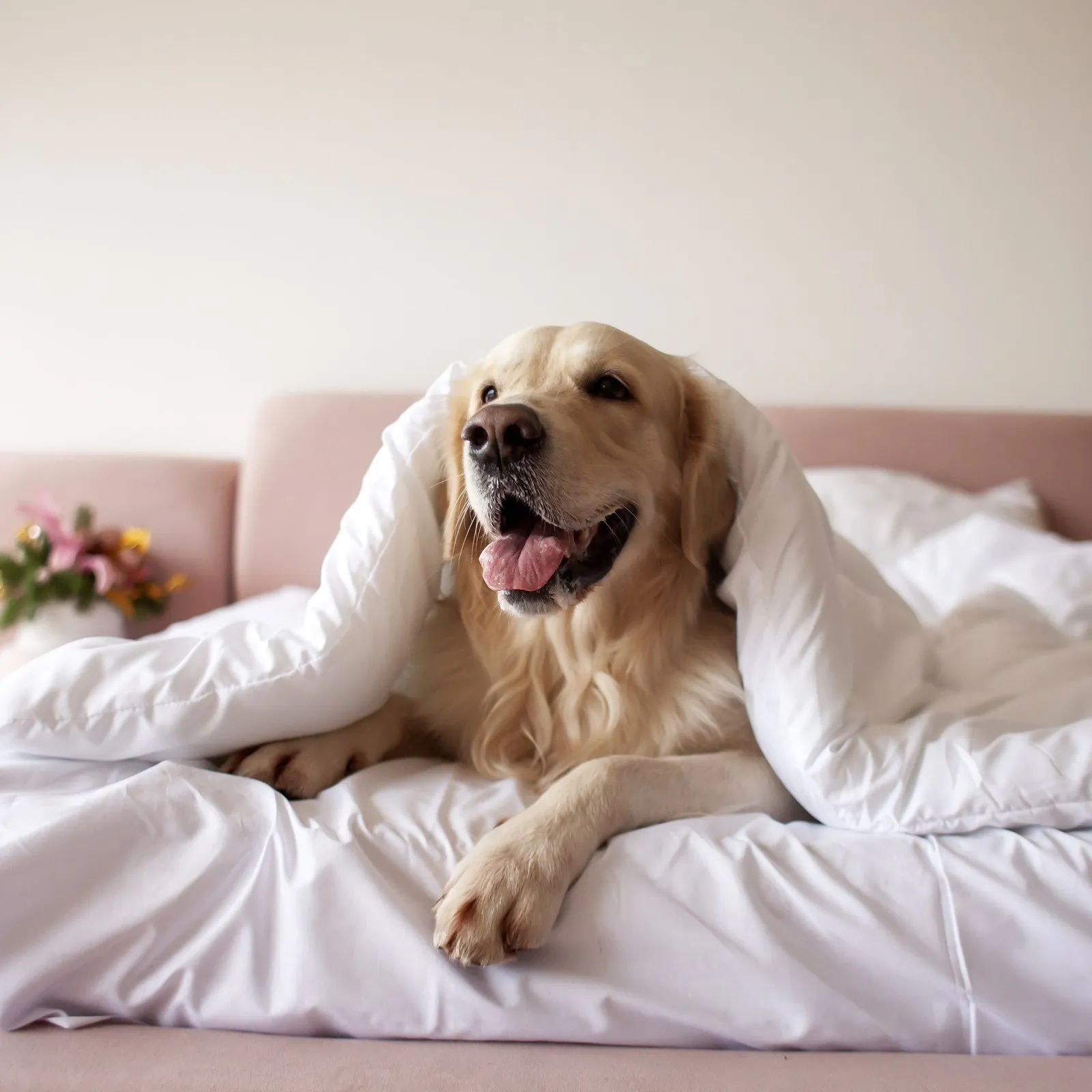 Comforter, bedding, and area rug cleaning for pet owners in San Francisco