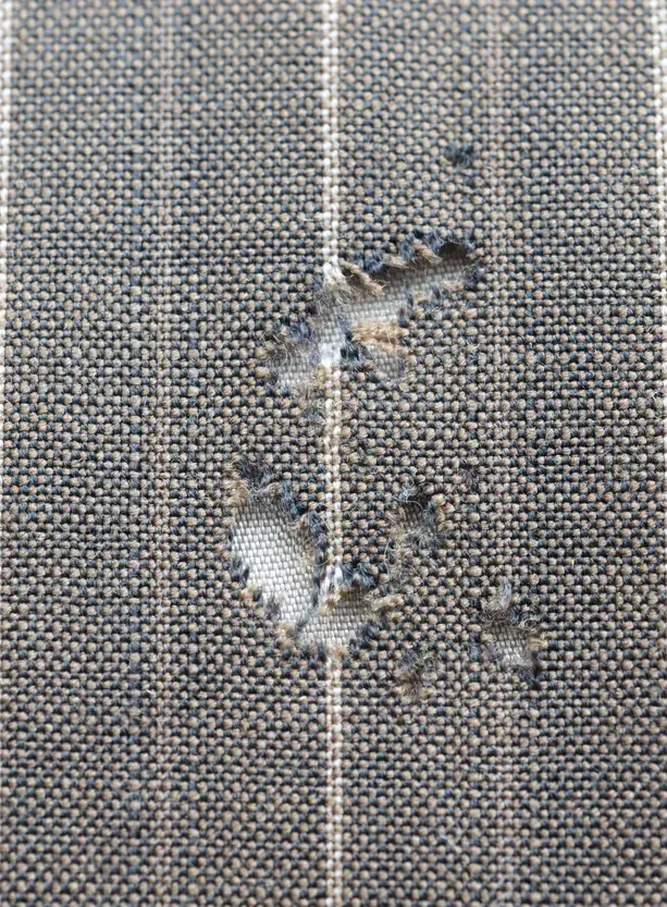 Luxury moth damage restoration in San Francisco Bay Area